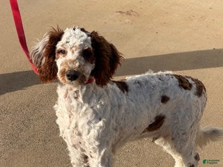 Mini Goldendoodle dogs Buster - Ad 12