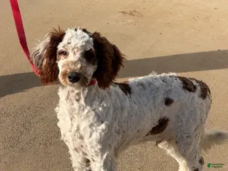 Mini Goldendoodle dogs Buster - Ad 11