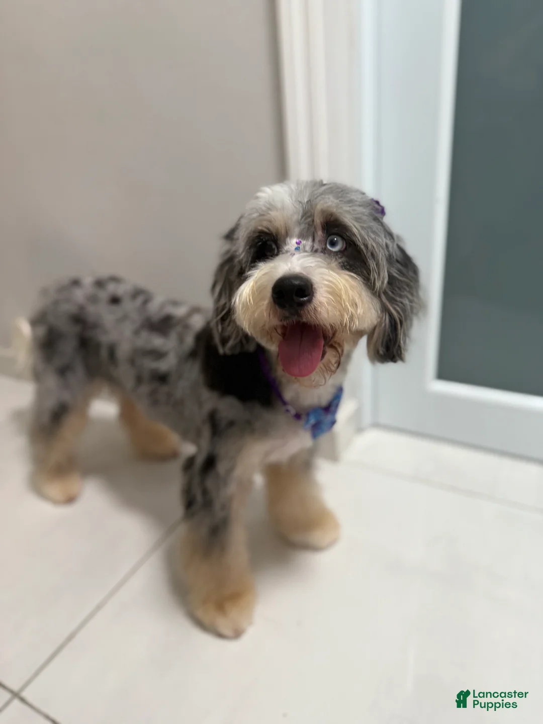Mini Bernedoodle dogs for sale: Casper - Ad 2