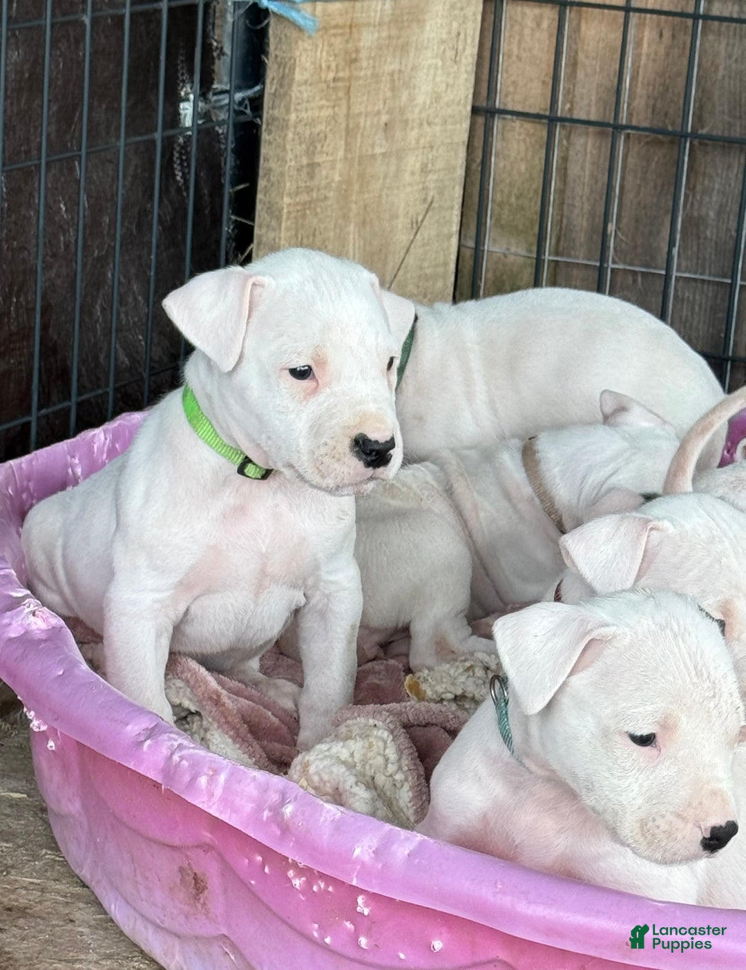 Dogo Argentino dogs for sale: Puppy M3 - Ad 35