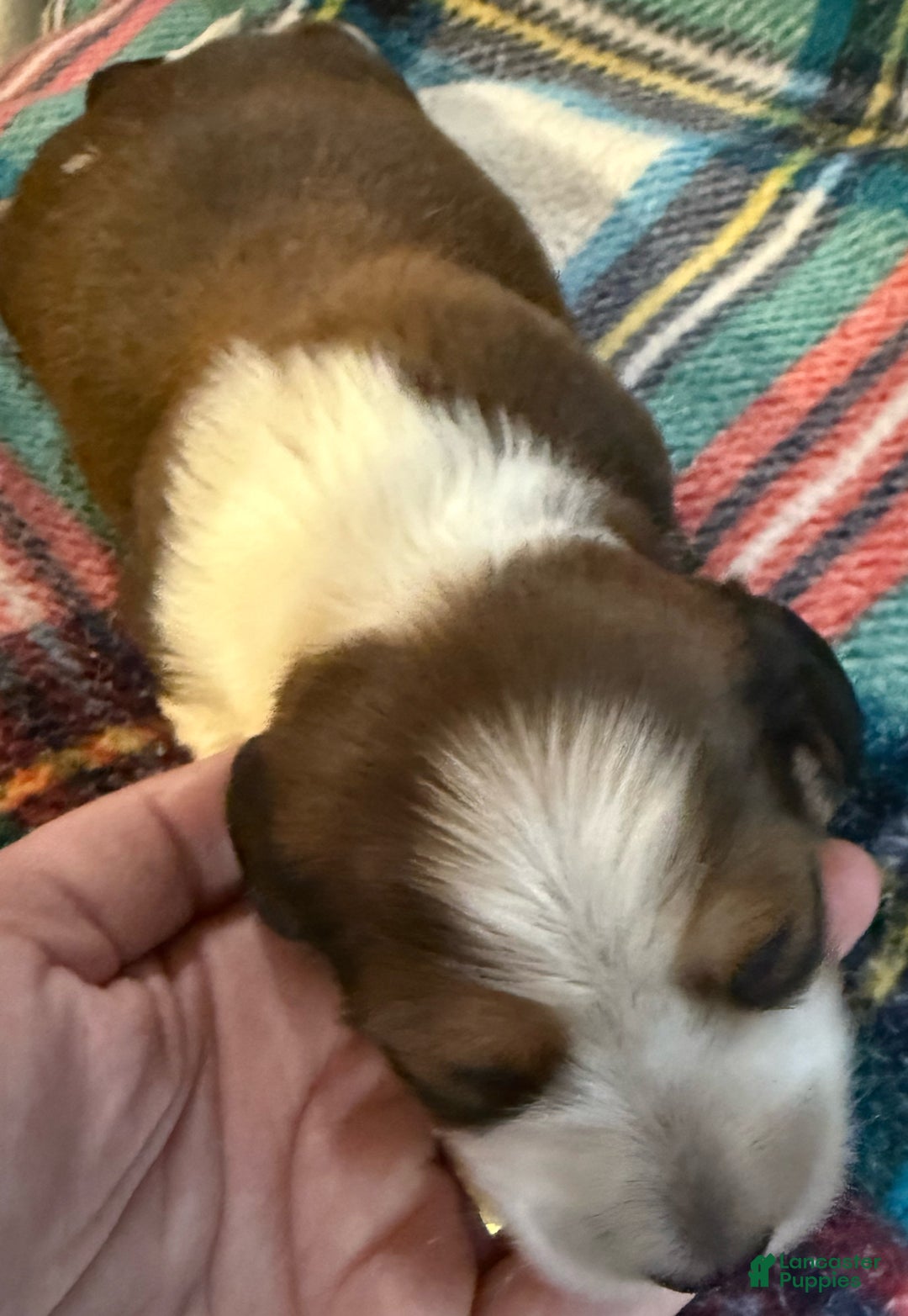 Dachshund dogs for sale: Dachshund Puppy 1 - Ad 3