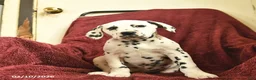 Dalmatian dogs for sale: Samantha  - Ad 4