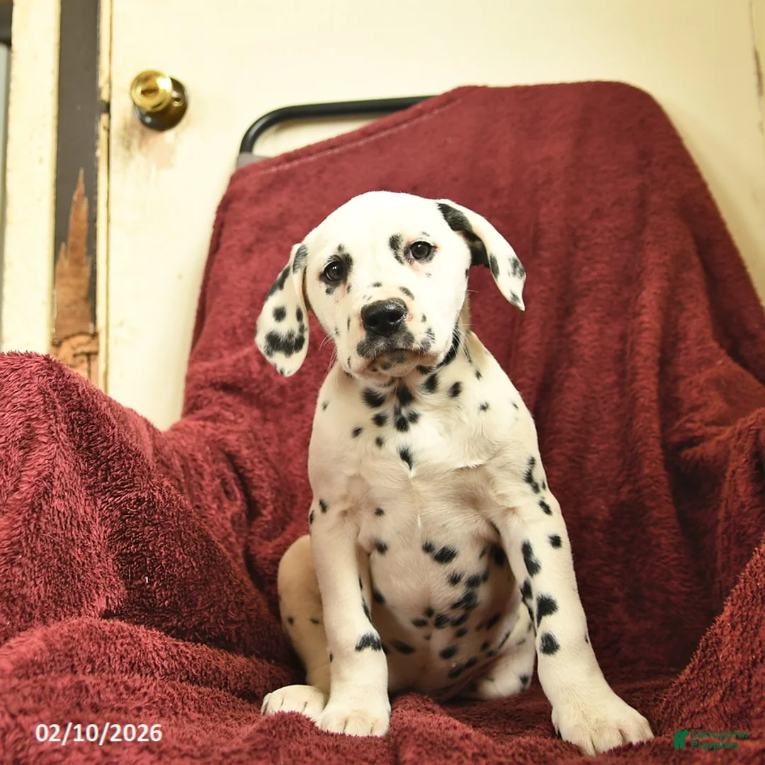 Dalmatian dogs for sale: Samantha  - Ad 4