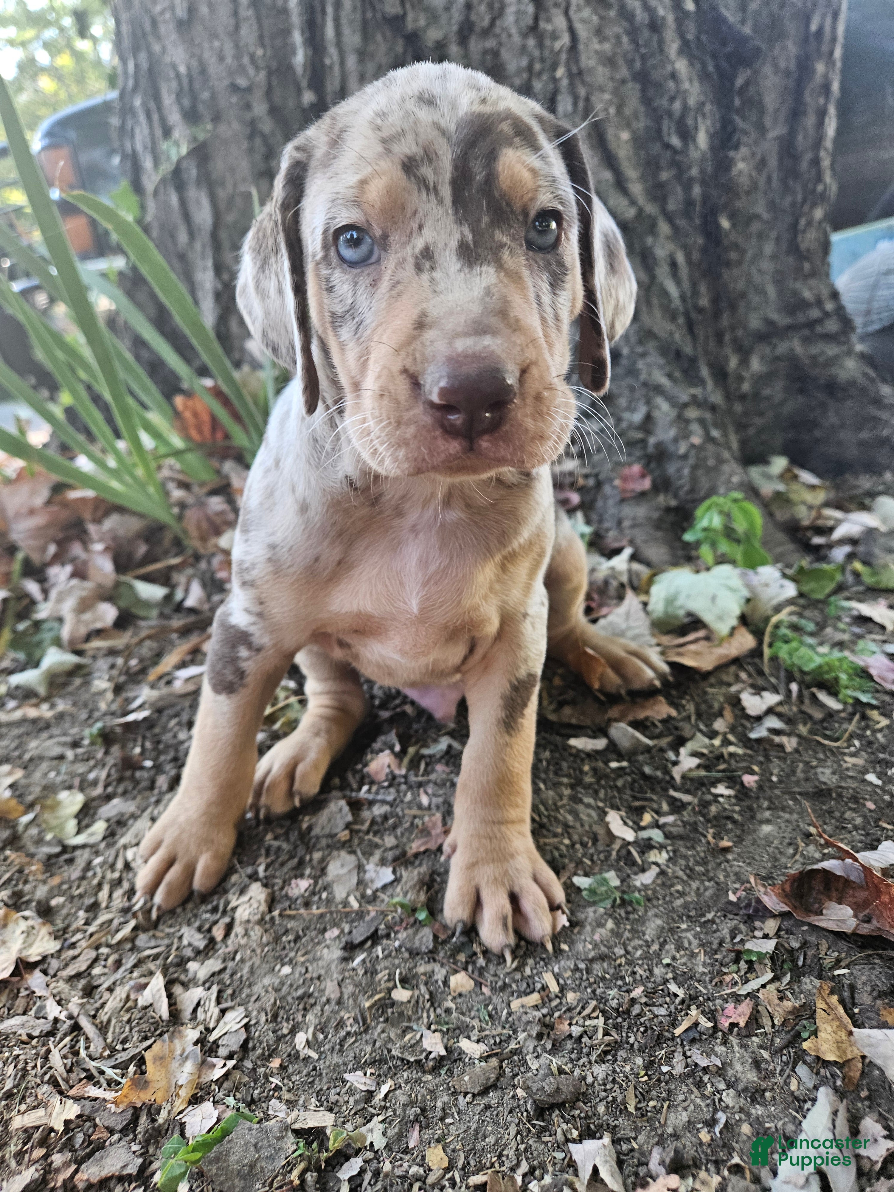 Red American Leopard Hound Red Catahoula Leopard Dog Puppies For