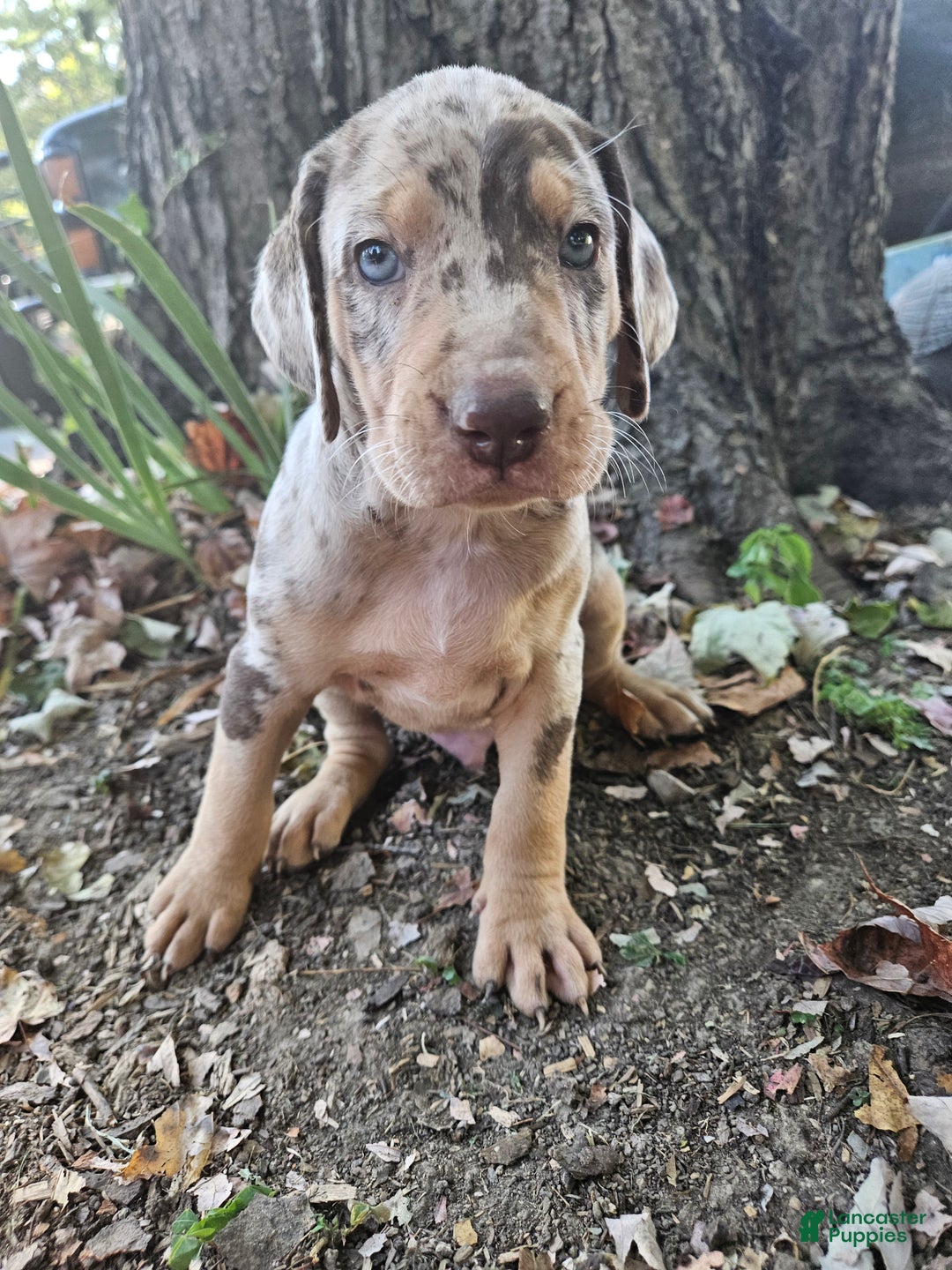 Great Dane Baby Catahoula Leopard Dog Louisiana Catahoula Puppy