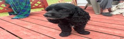 Cocker Spaniel dogs for stud: Cocker spaniel stud - Ad 3