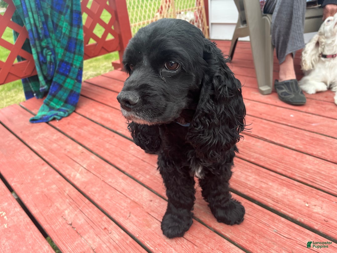 Cocker Spaniel dogs for stud: Cocker spaniel stud - Ad 3