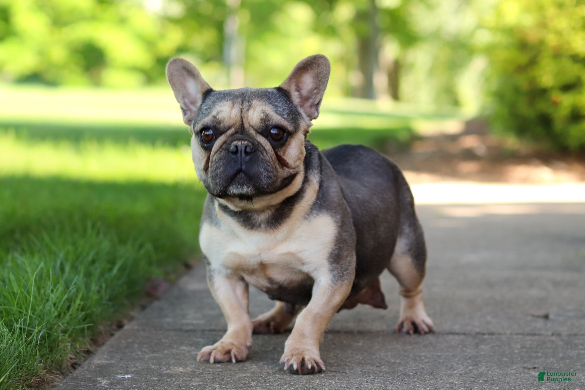 French Bulldog dogs for sale: Chase - Ad 17