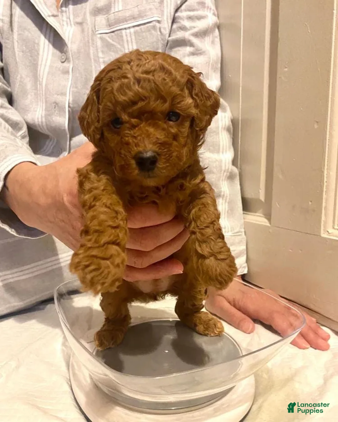 Toy Poodle dogs for sale: Tania  - Ad 12