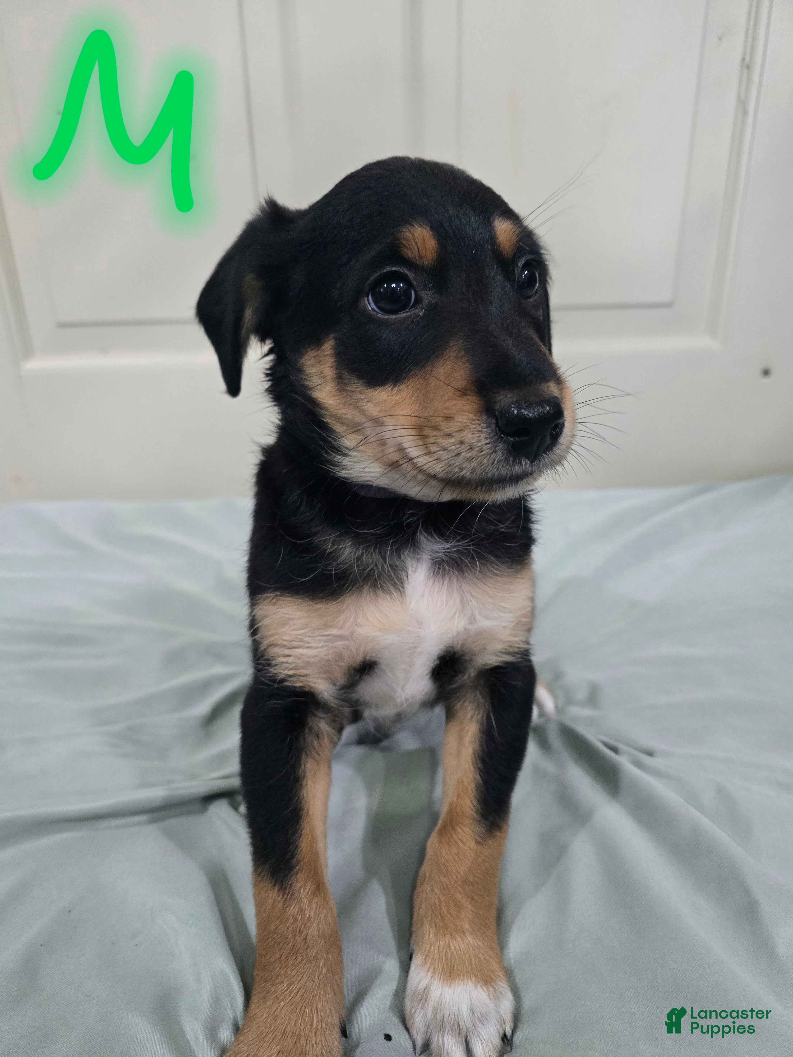 Mixed Breed dogs for sale: Black and brown - Ad 1