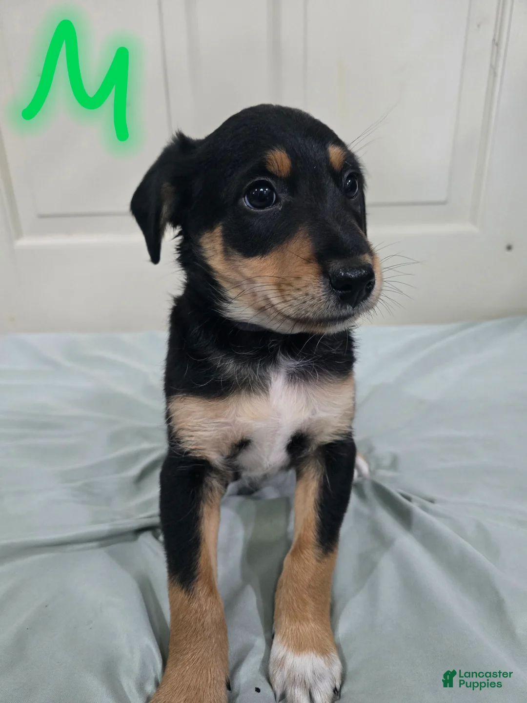 Mixed Breed dogs for sale: Black and brown - Ad 1