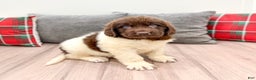 Newfoundland dogs for sale: Sasha - Ad 1