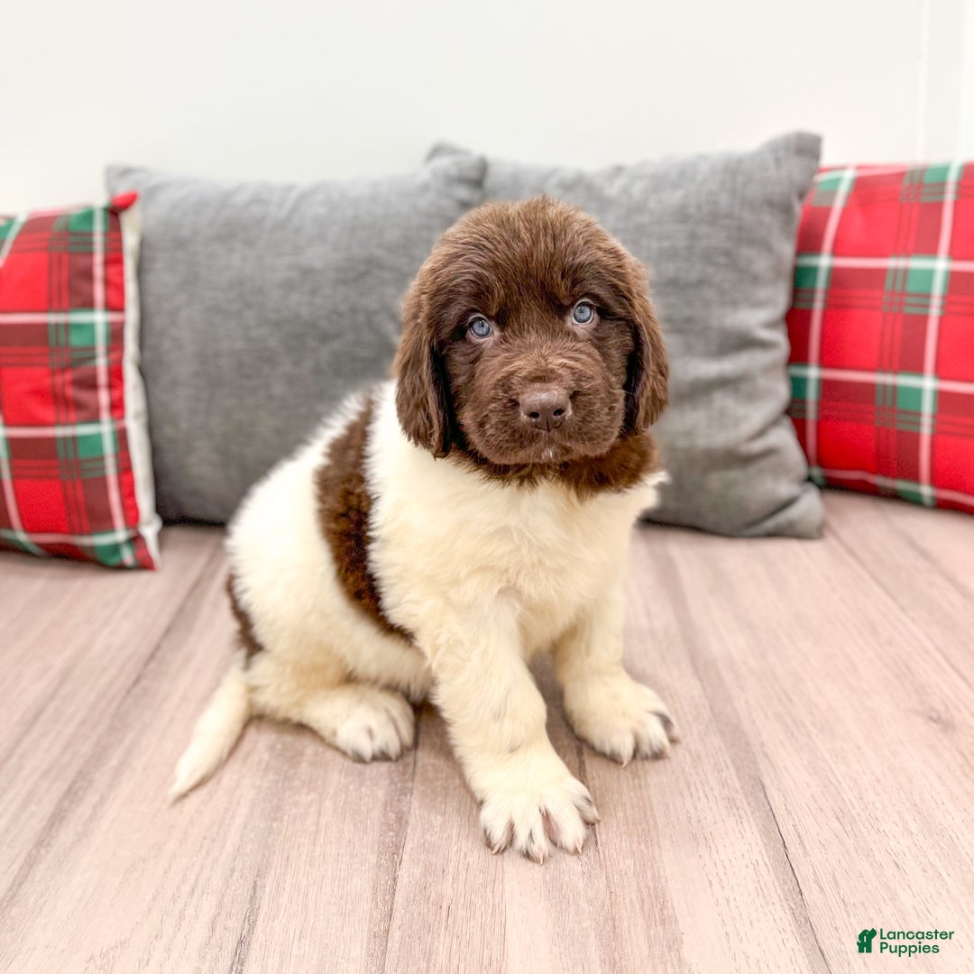Newfoundland dogs for sale: Sasha - Ad 1
