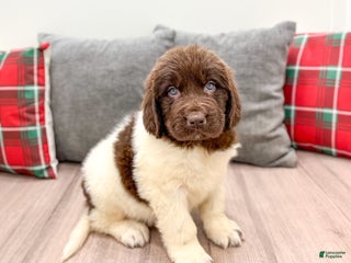 Newfoundland dogs Sasha - Ad 35