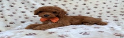 Cockapoo dogs for sale: Cowboy - Ad 1