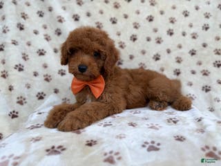 Cockapoo dogs Cowboy - Ad 9