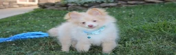 Pomeranian dogs for sale: Teddy  - Ad 6