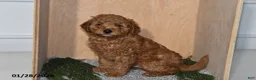 Mini Goldendoodle dogs for sale: Rex - Ad 3