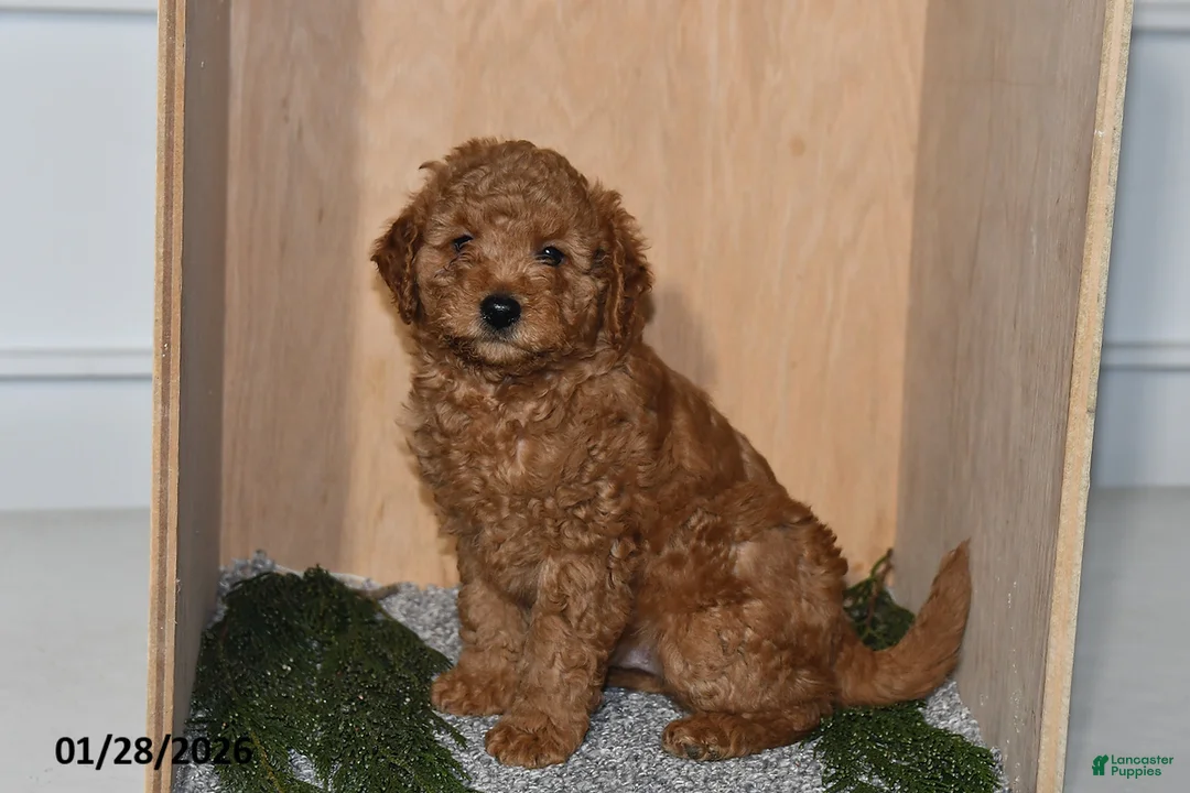 Mini Goldendoodle dogs for sale: Rex - Ad 3