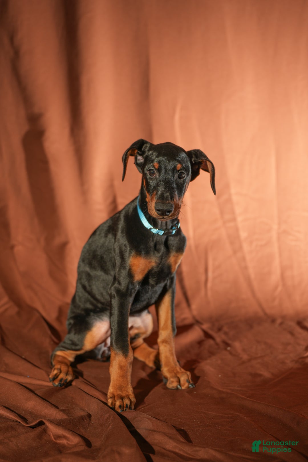 Doberman Pinscher dogs for sale: Blue - Ad 2