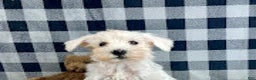 Miniature Schnauzer dogs for sale: Soloman - Ad 5