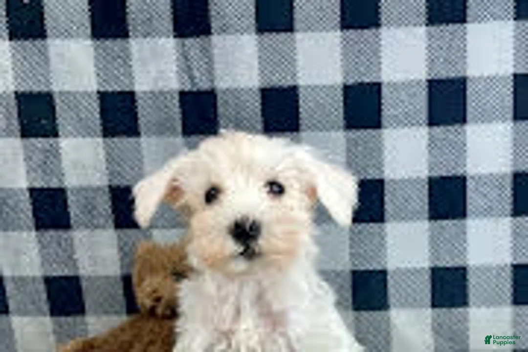 Miniature Schnauzer dogs for sale: Soloman - Ad 5