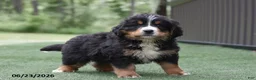 Bernese Mountain Dog dogs for sale: Dexter - Ad 3