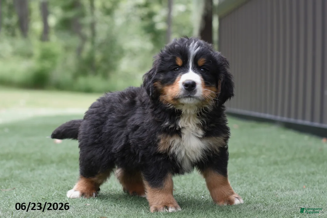 Bernese Mountain Dog dogs for sale: Dexter - Ad 3