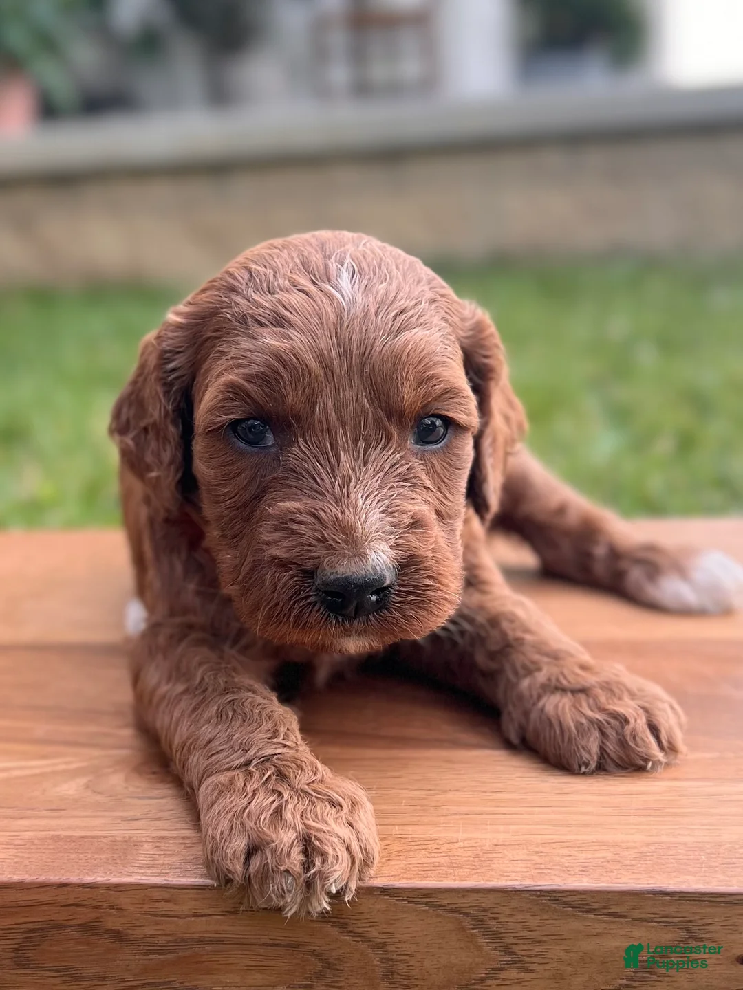 Irish Doodle dogs for sale: Oakley - Ad 1