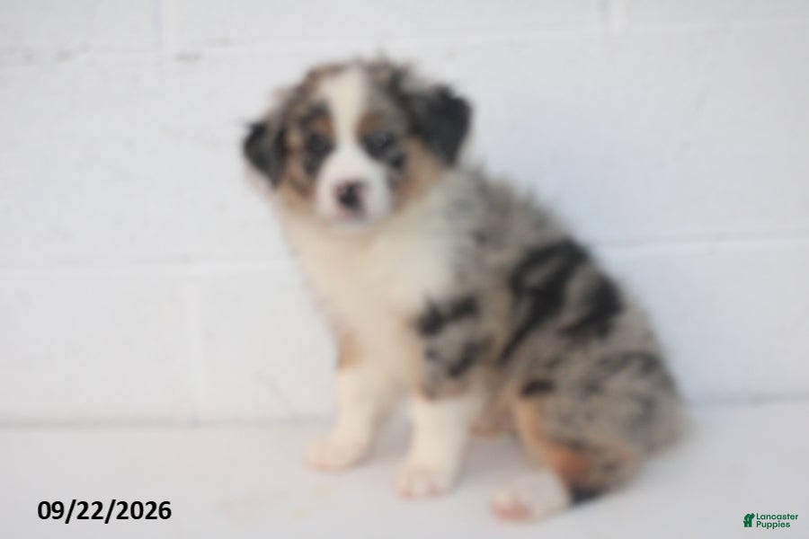 Australian Shepherd dogs Baxter - Ad 2