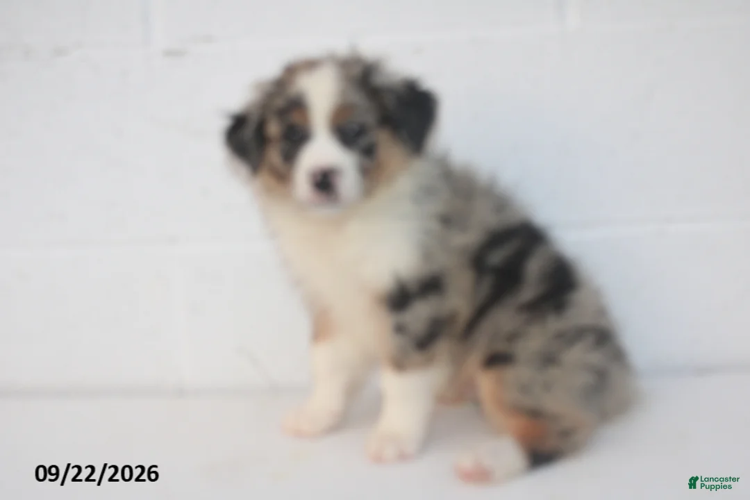 Australian Shepherd dogs for sale: Baxter - Ad 2