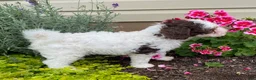Cavapoo dogs for sale: Alice - Ad 4