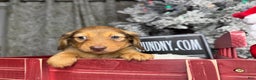 Miniature Dachshund dogs for sale: Green eyes- South african - Ad 7