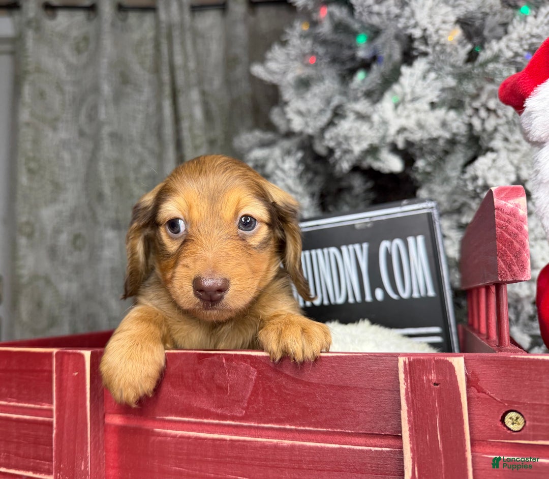 Miniature Dachshund dogs for sale: Green eyes- South african - Ad 7