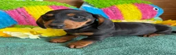Dachshund dogs for sale: Lance - Ad 3