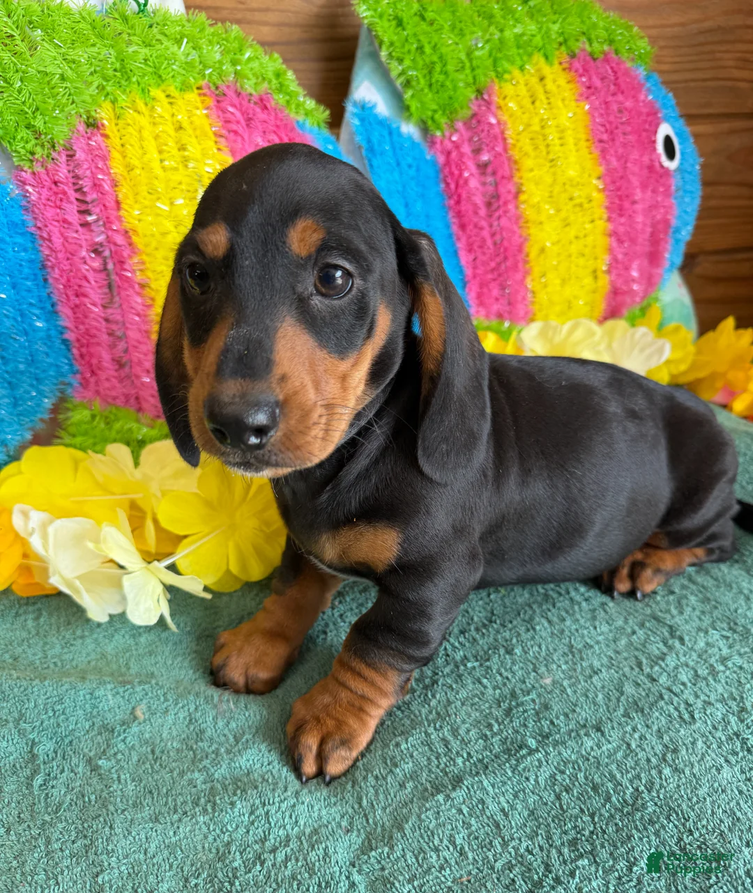 Dachshund dogs for sale: Lance - Ad 3