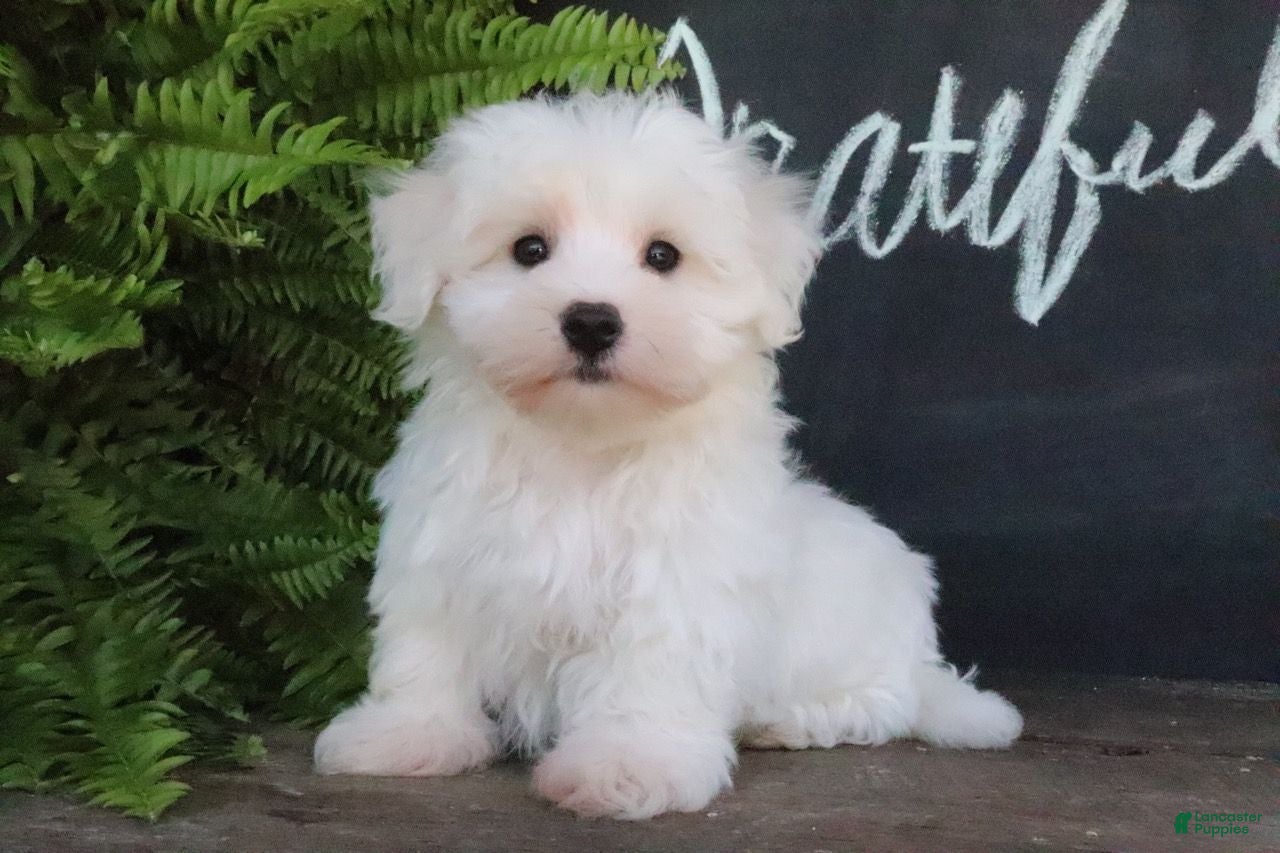 Maltese dogs Ginger - Ad 2