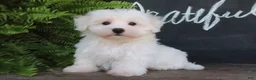 Maltese dogs for sale: Ginger - Ad 2