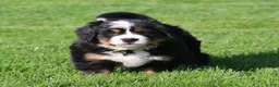 Bernese Mountain Dog dogs for sale: Daisy - Ad 3