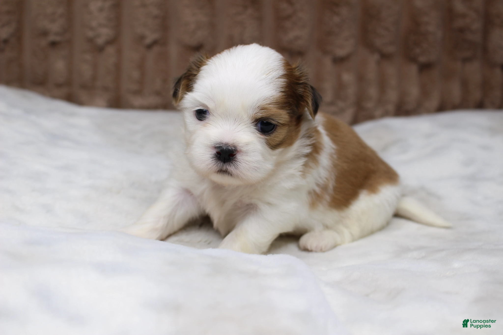 Shih Tzu dogs Bruno - Ad 34