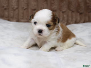 Shih Tzu dogs Bruno - Ad 34