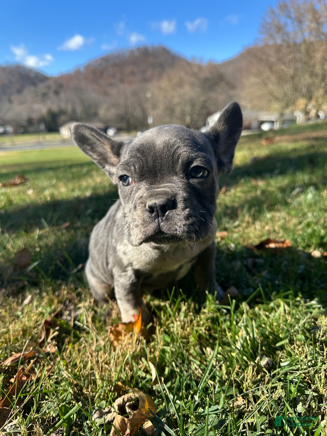 French Bulldog dogs for sale: Leo - Ad 10