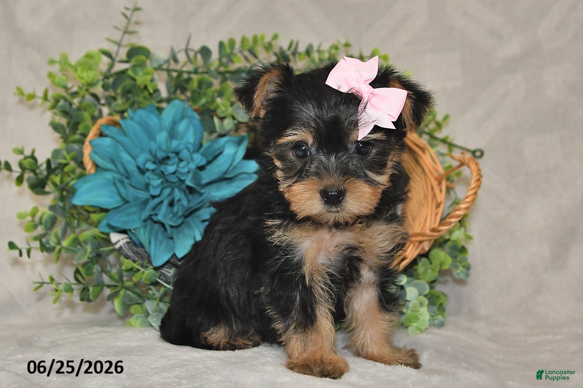 Yorkshire Terrier dogs Bailey - Ad 2