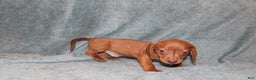 Miniature Dachshund dogs for sale: Bob Mini  - Ad 5
