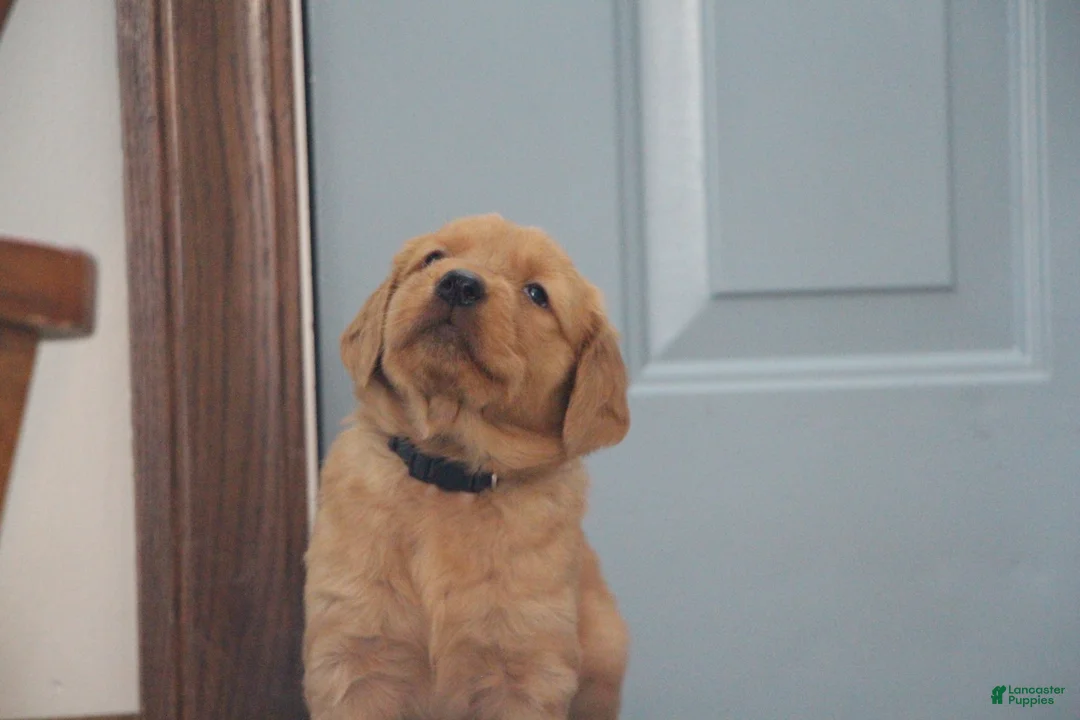 Golden Retriever dogs for sale: Raven - Ad 6