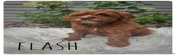 Cavapoo dogs for sale: Flash - Ad 4