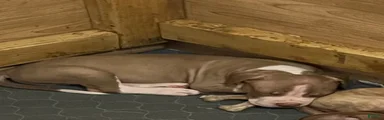 American Pit Bull Terrier 3