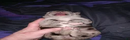 Daniff dogs for sale: MEADOW-Daniff Puppy 6 - Ad 3