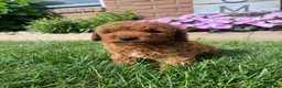 Miniature Poodle dogs for sale: Tom - Ad 7
