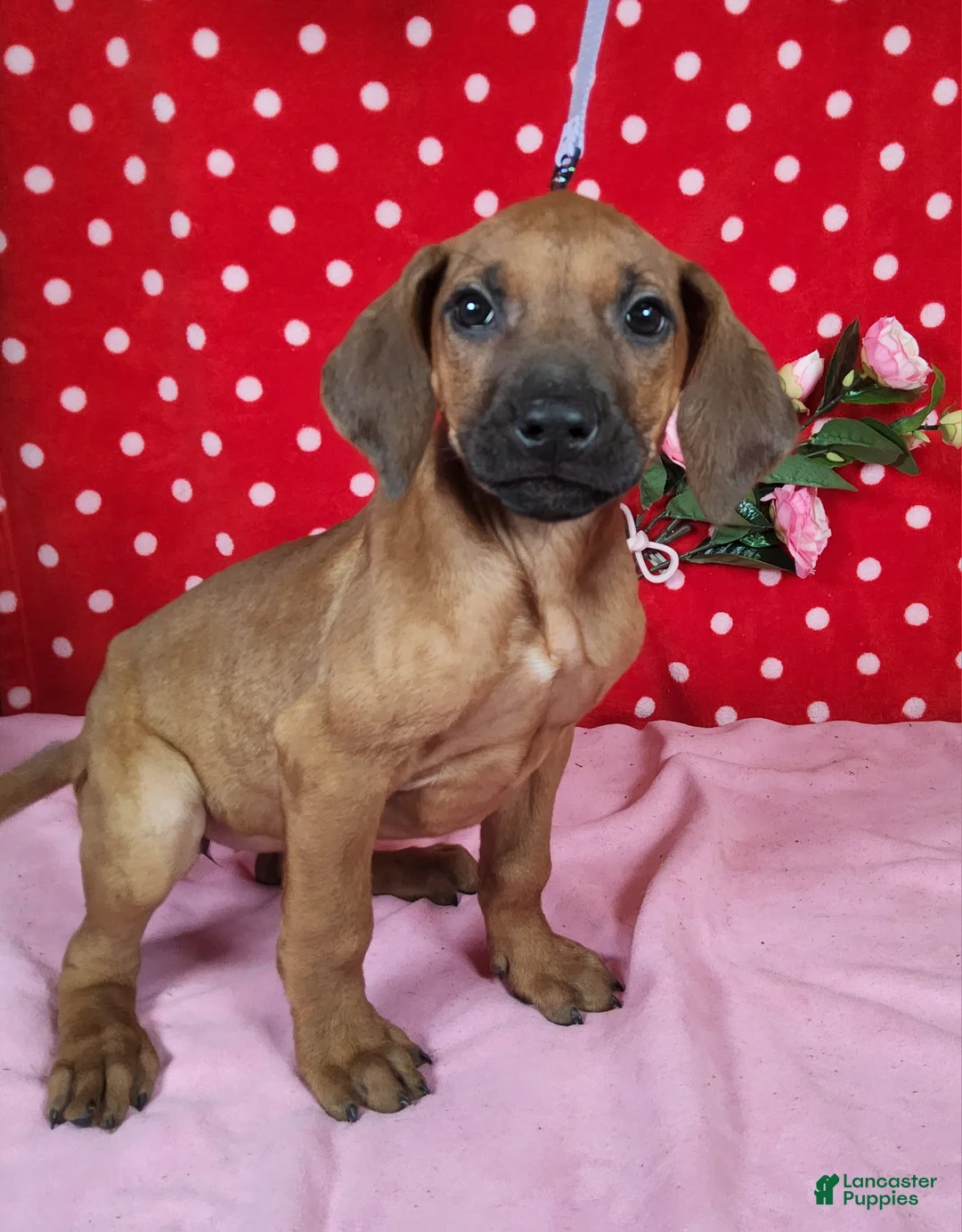 Rhodesian Ridgeback dogs for sale: Cloe - Ad 4